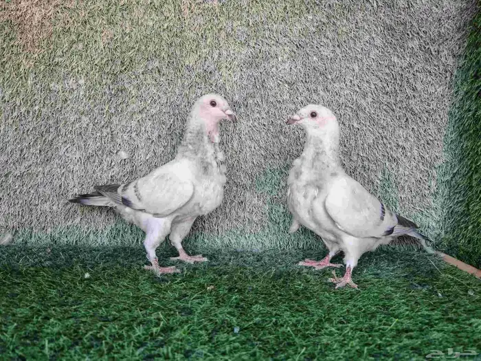 زاجل فاتح ايس 2