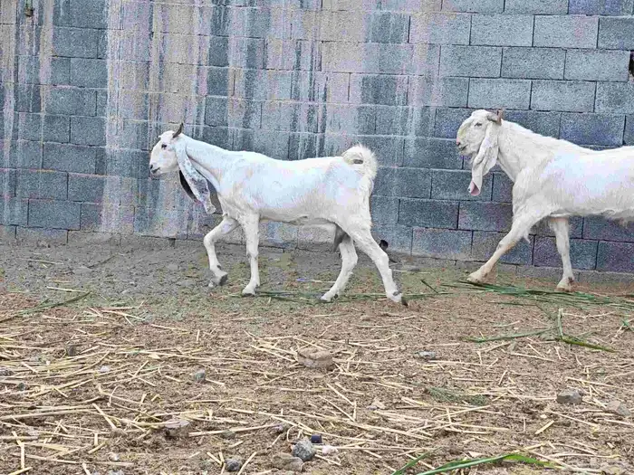 ماعز ابيض ابرص هولندي فاااخر 0