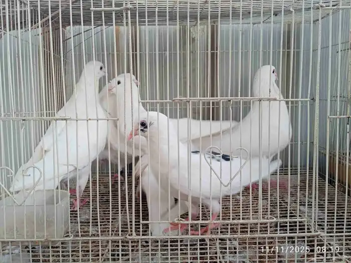 حمام فرنسي و باكستاني و تركي 9