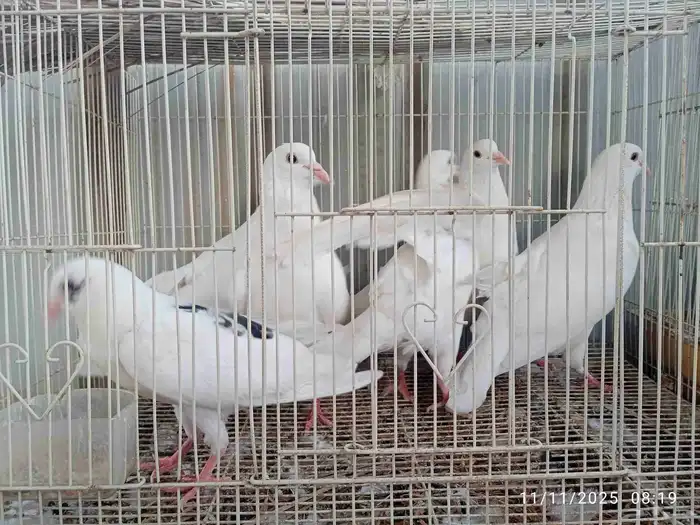 حمام فرنسي و باكستاني و تركي 8