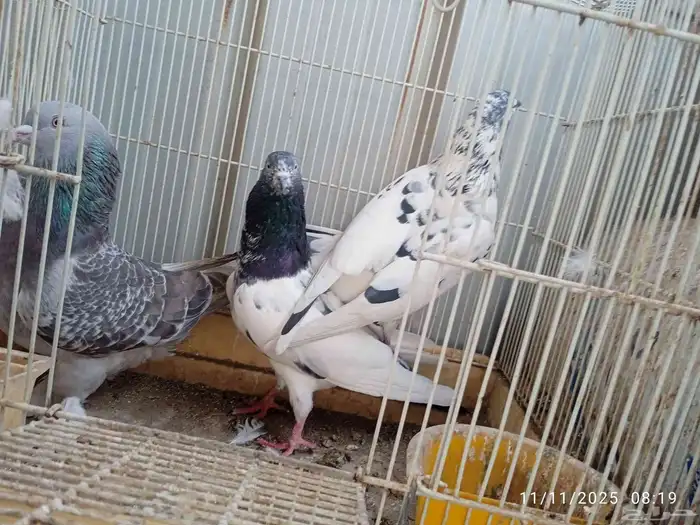 حمام فرنسي و باكستاني و تركي 5