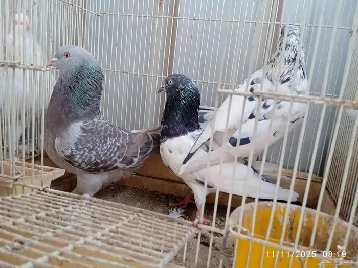 حمام فرنسي و باكستاني و تركي 3