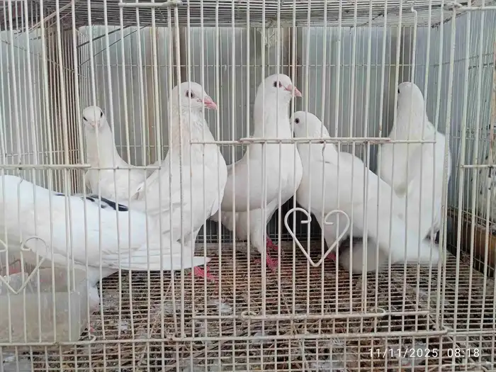 حمام فرنسي و باكستاني و تركي 0