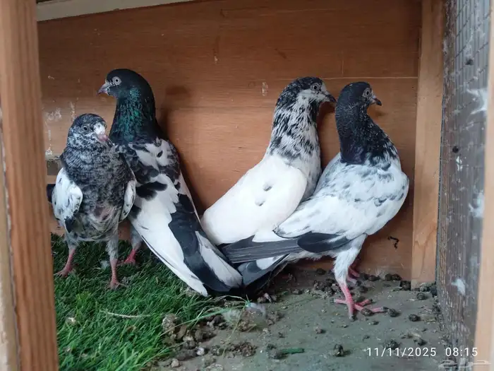 حمام فرنسي و باكستاني و تركي 1