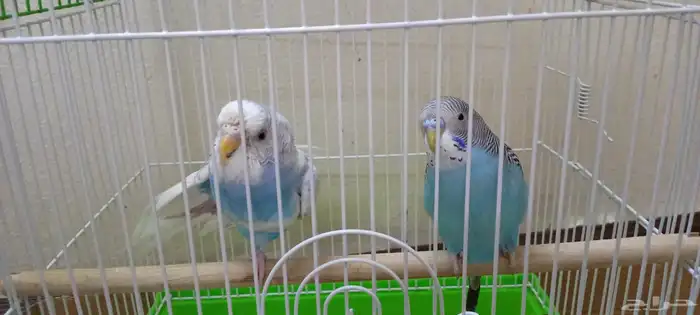 عصافير جوز جديده مشتريتها الى قبل اسبوع 0