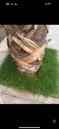 ثيل طبيعي نجيل 1