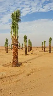 نخل واشنطنيا زينه أمريكي 4