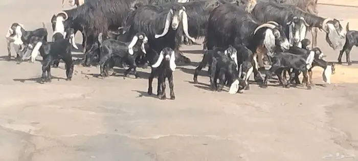 معزه عوارض العدد 11 يتبعهن 21 روم وديد سلم 4