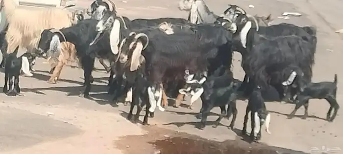 معزه عوارض العدد 11 يتبعهن 21 روم وديد سلم 9