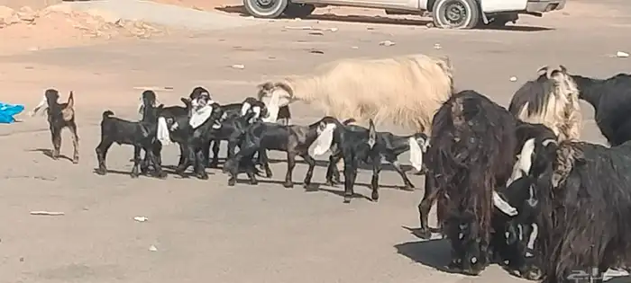 معزه عوارض العدد 11 يتبعهن 21 روم وديد سلم 6