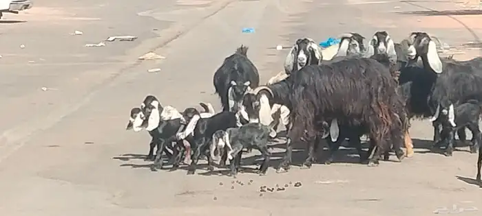 معزه عوارض العدد 11 يتبعهن 21 روم وديد سلم 5