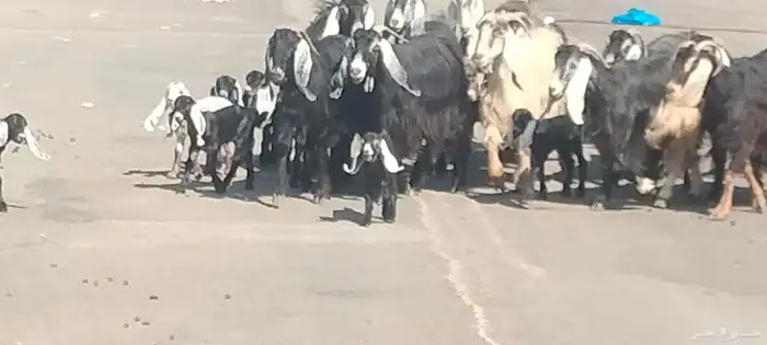 معزه عوارض العدد 11 يتبعهن 21 روم وديد سلم 0