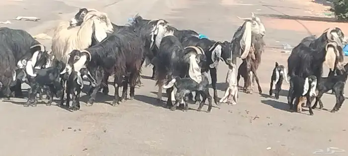 معزه عوارض العدد 11 يتبعهن 21 روم وديد سلم 7