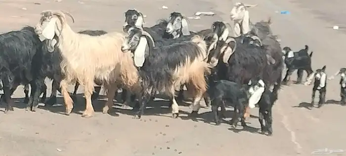 معزه عوارض العدد 11 يتبعهن 21 روم وديد سلم 3