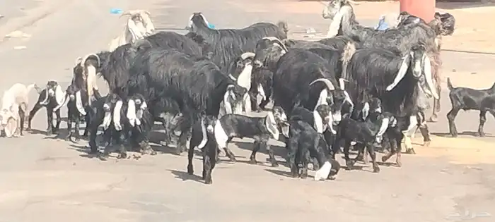 معزه عوارض العدد 11 يتبعهن 21 روم وديد سلم 1