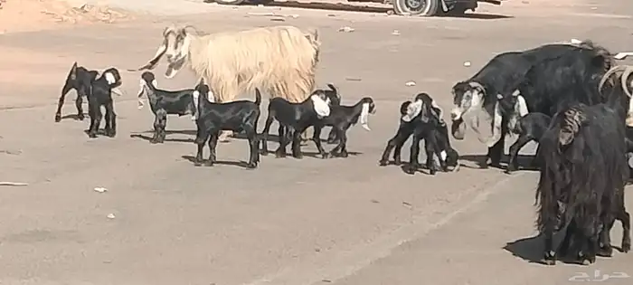 معزه عوارض العدد 11 يتبعهن 21 روم وديد سلم 8