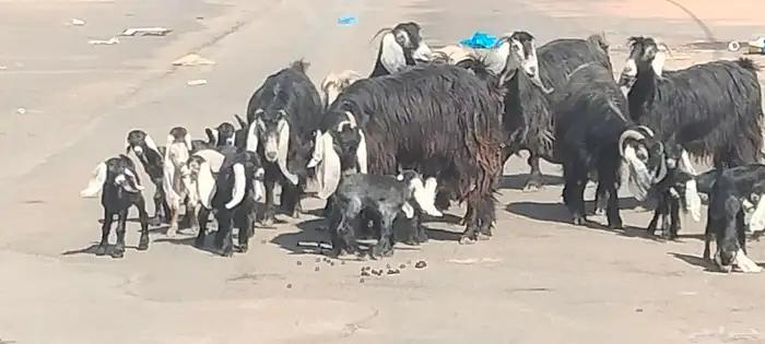 معزه عوارض العدد 11 يتبعهن 21 روم وديد سلم 2