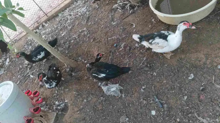 30 جوز بط بلدي بياض مسكوفي للبيع 2