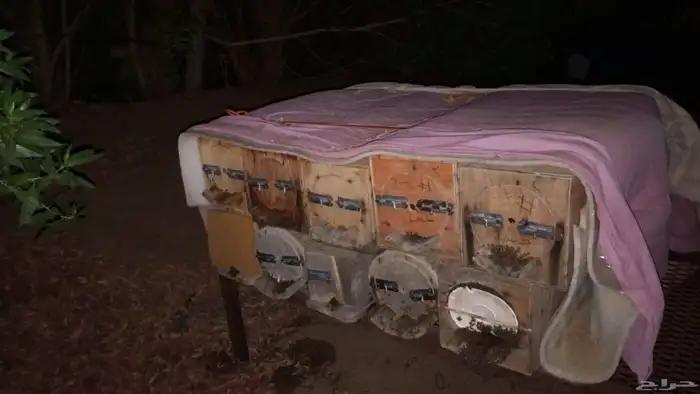 للبيع 8 نحل بلدي 0