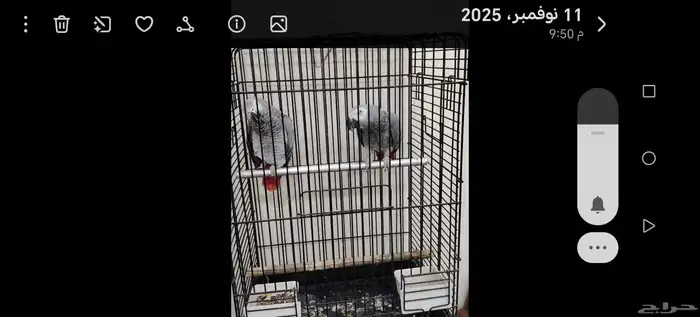 كاسكو عدد2 تركيب جديد 9