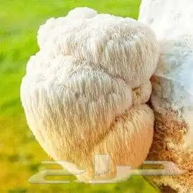 فطر عرف الأسد 3