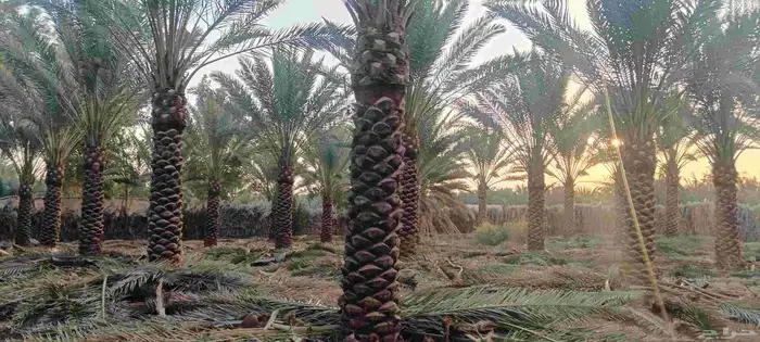 نخيل للبيع 1