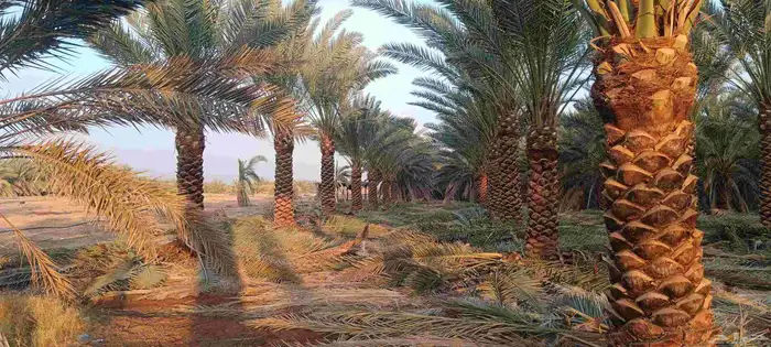 نخيل للبيع 2