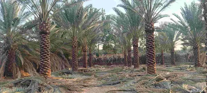 نخيل للبيع 0