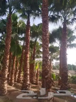 نخل زينه واشنطني 2