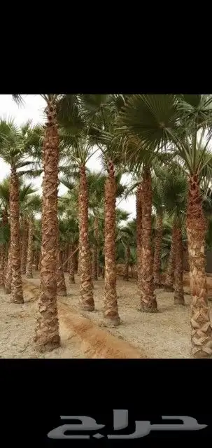 نخل زينه واشنطني 0