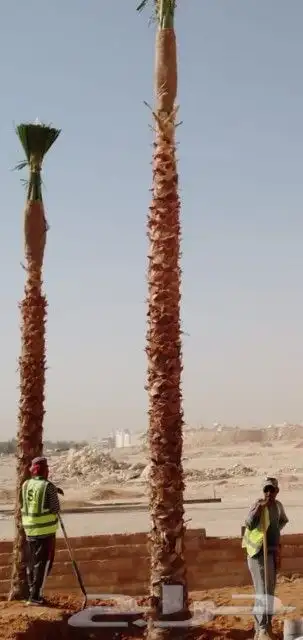 نخل زينه واشنطني 1