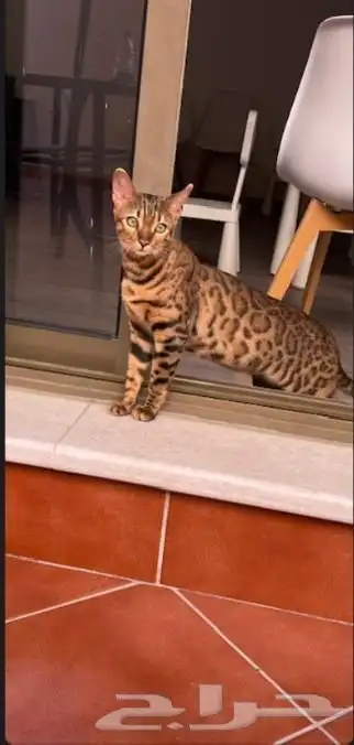 قط نادر للبيع 0