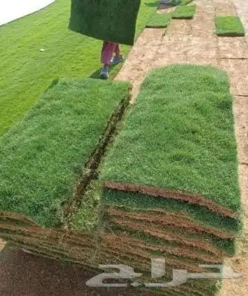 تيل طبيعي مشتل زراع طبيعي 8