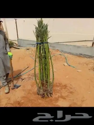 توريد وزراعة جميع انواع النخيل المثمرة مكة 4