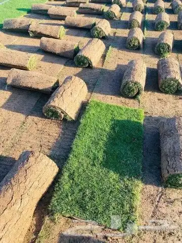 ثيل طبيعي نجيل 9