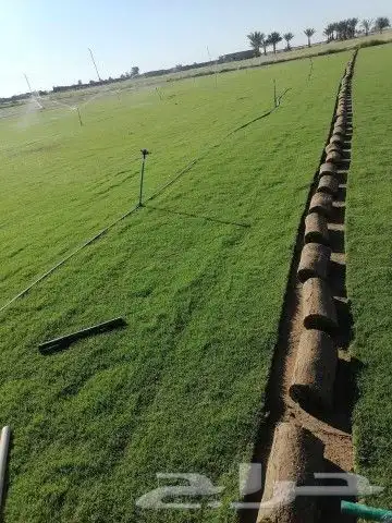 ثيل طبيعي نجيل 5