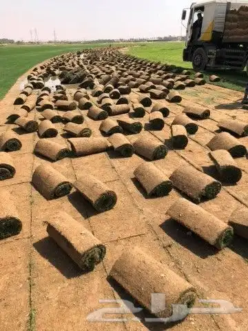 ثيل طبيعي نجيل 3