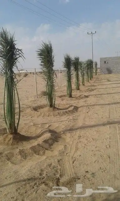 الرياض الدوادمي البجاديه عفيف الجمش التوصل 8