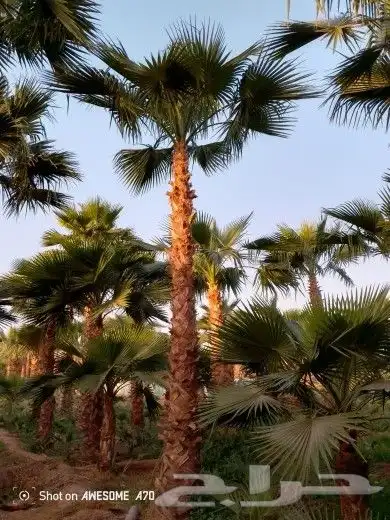 تشذيب وتكريب اشجار النخيل والعناية بها 1