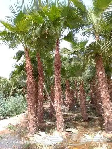 تشذيب وتكريب اشجار النخيل والعناية بها 0