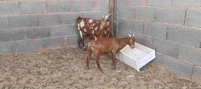 عنز جنوبيه للبيع مع ولدها 0