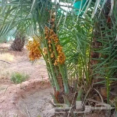 توريد وزراعة النخيل في الجلة وتبراك 4