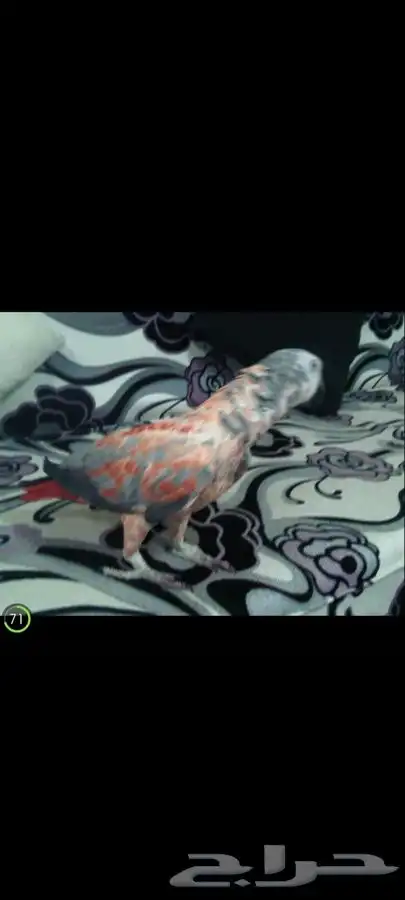 كاسكو طفره نادره 3