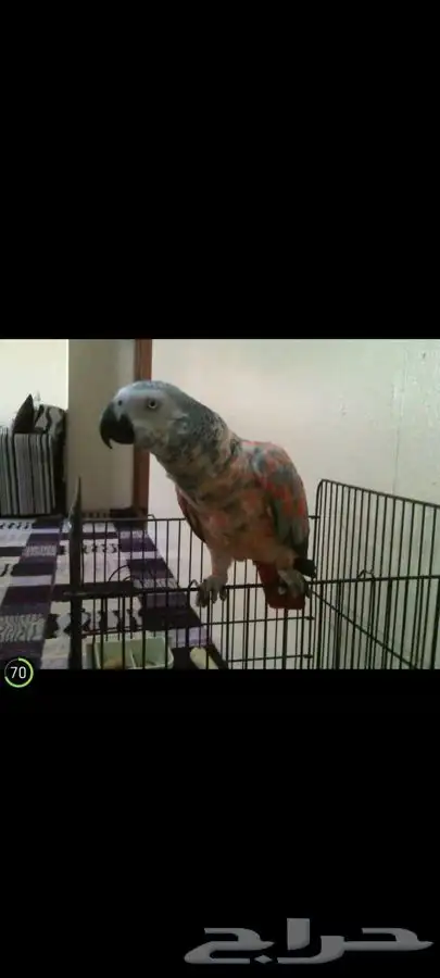 كاسكو طفره نادره 2