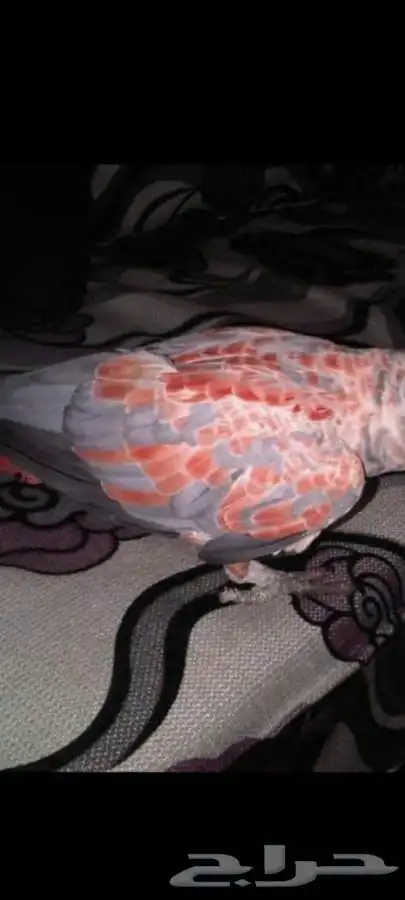 كاسكو طفره نادره 0