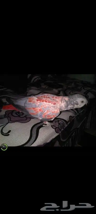 كاسكو طفره نادره 1