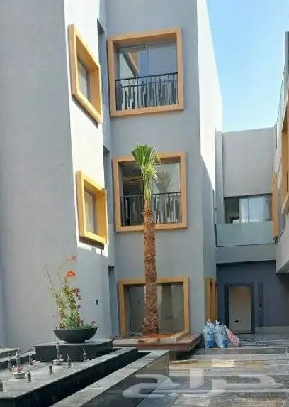 نخل واشنطنيا زينه أمريكي 8