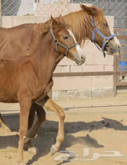 فرسه جزيريه مع مهرتها 0