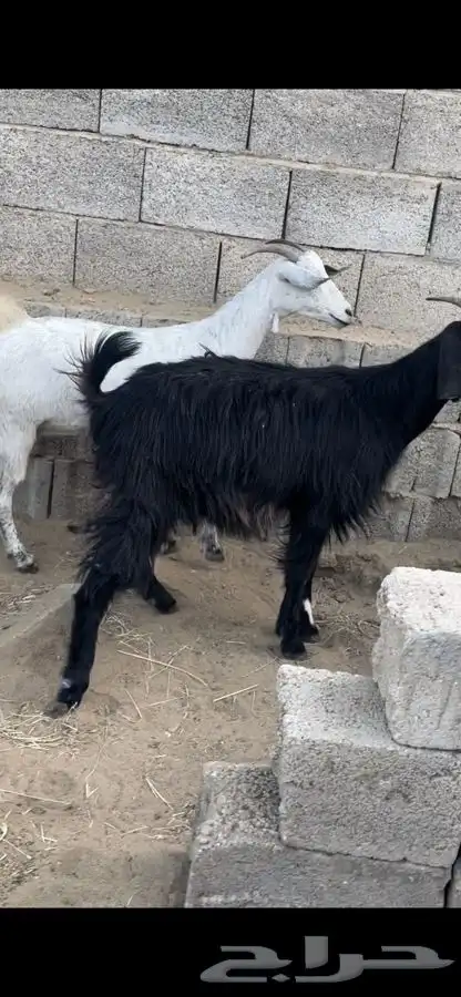 عنزين و4 من الضان 4