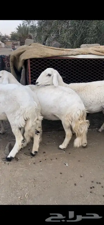 عنزين و4 من الضان 0